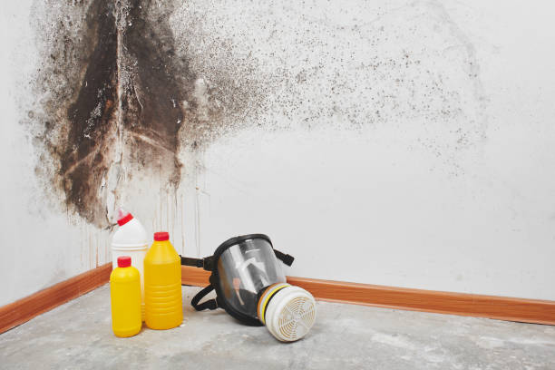 Best Black Mold Removal  in Landover Hills, MD