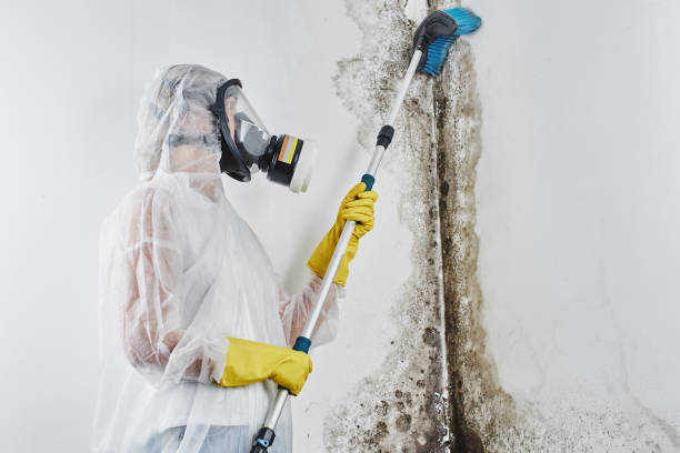 Trusted Landover Hills, MD Mold Removal Experts