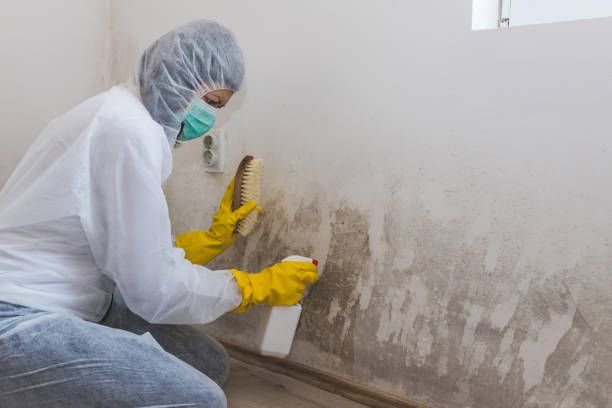 Best Mold Damage Repair  in Landover Hills, MD