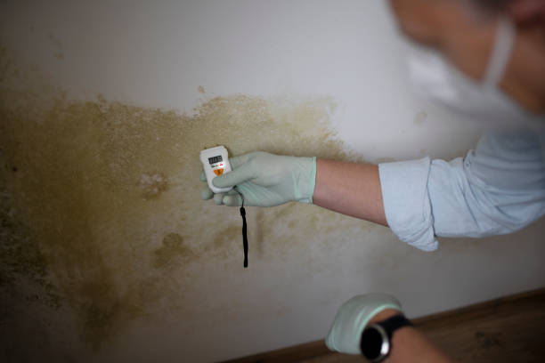 Mold Removal and Inspection in Landover Hills, MD