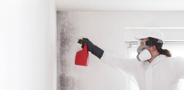 Best Mold Remediation  in Landover Hills, MD