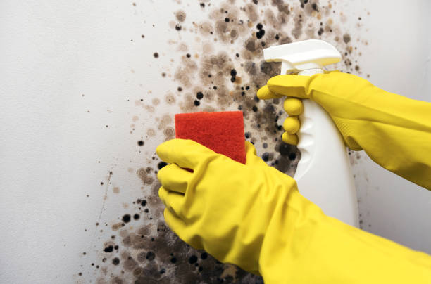 Best Water Damage Restoration  in Landover Hills, MD
