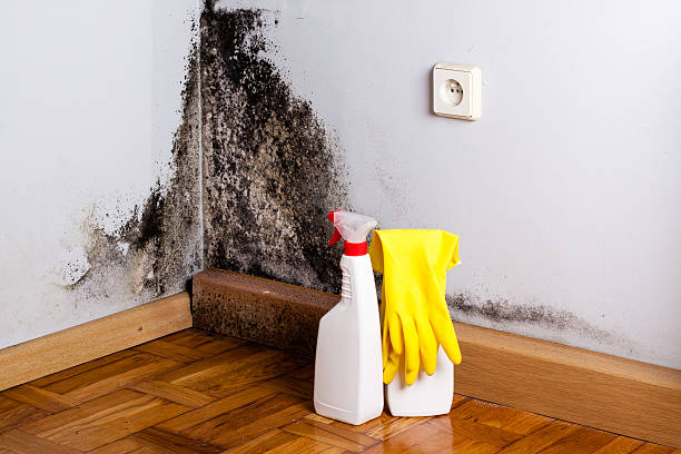 Best Fast Mold Removal  in Landover Hills, MD