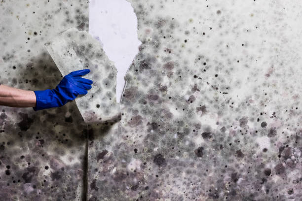 Best Emergency Mold Removal  in Landover Hills, MD