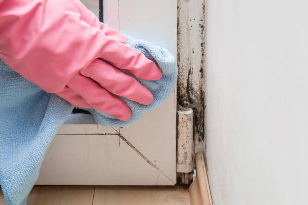 Best Residential Mold Removal  in Landover Hills, MD